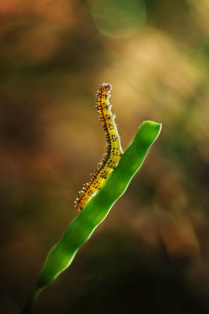 pomoc drogowa Wrocław całodobowa