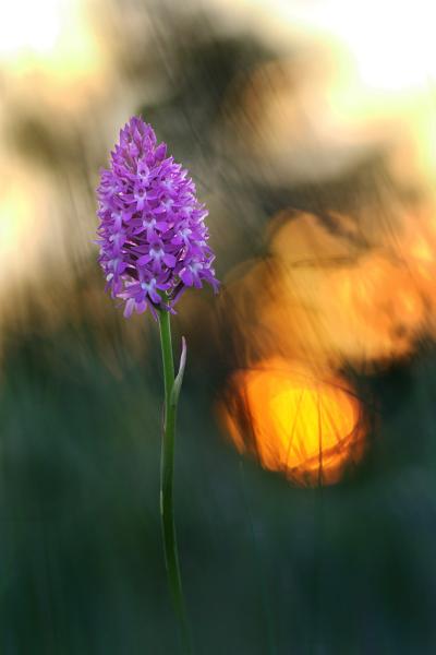 doradca podatkowy Krakow